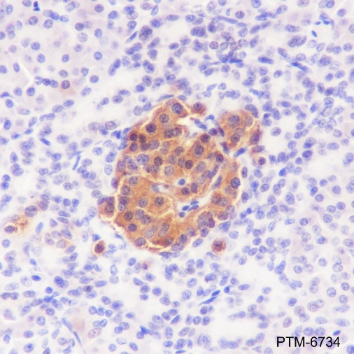 Anti-Synaptophysin Rabbit pAb