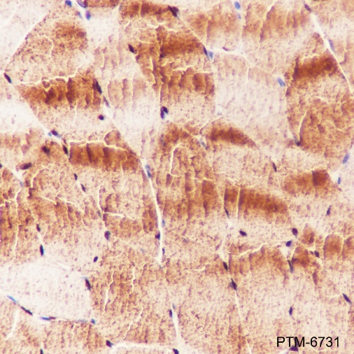 Anti-ENO3 Rabbit pAb