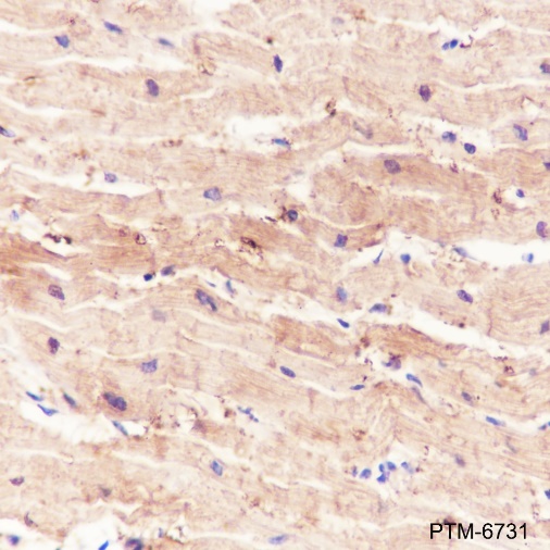 Anti-ENO3 Rabbit pAb