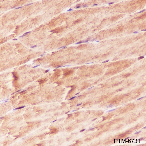 Anti-ENO3 Rabbit pAb