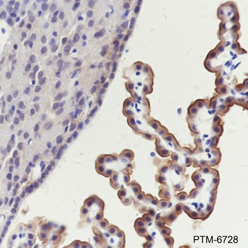 Anti-TRPV4 Rabbit pAb