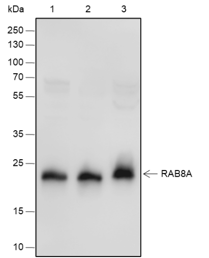Anti-Rab8A Rabbit pAb