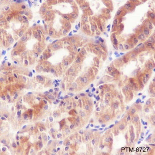 Anti-Rab8A Rabbit pAb