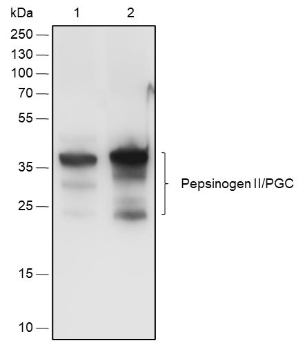 Anti-Pepsinogen II / PGC Rabbit pAb