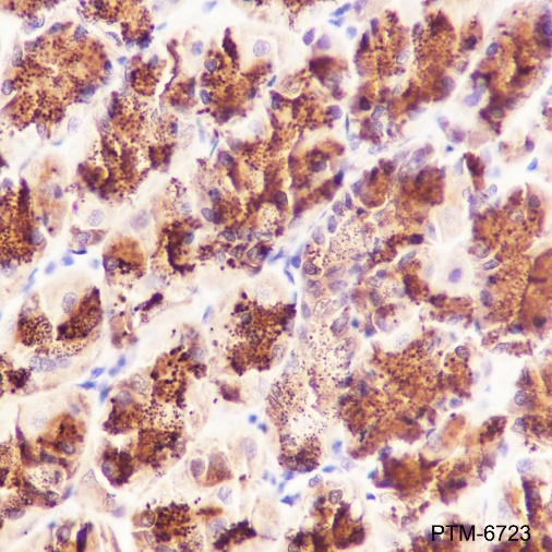 Anti-Pepsinogen II / PGC Rabbit pAb