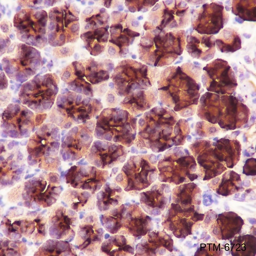 Anti-Pepsinogen II / PGC Rabbit pAb