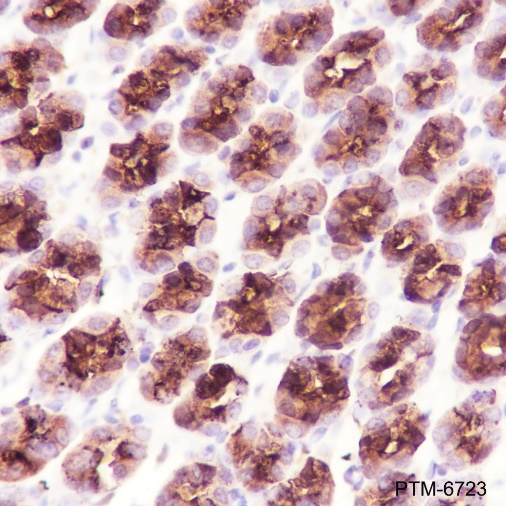 Anti-Pepsinogen II / PGC Rabbit pAb