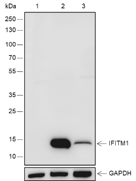 Anti-IFITM1 Rabbit pAb