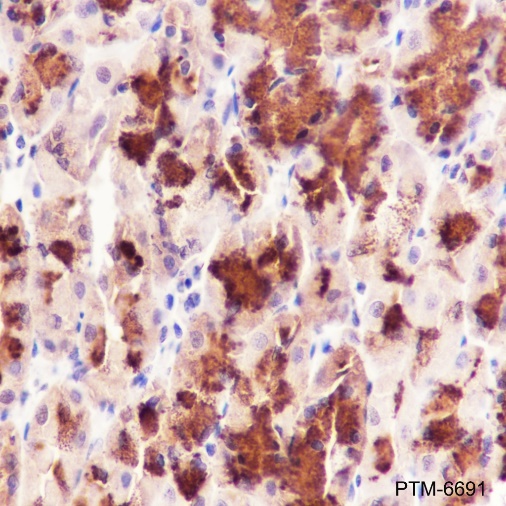 Anti-GST3/GSTP1 Rabbit pAb