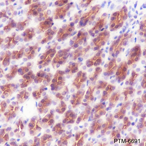 Anti-GST3/GSTP1 Rabbit pAb