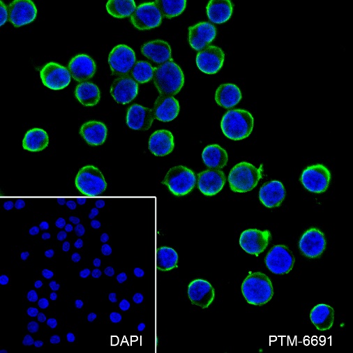 Anti-GST3/GSTP1 Rabbit pAb