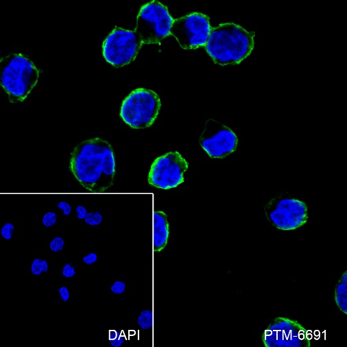Anti-GST3/GSTP1 Rabbit pAb