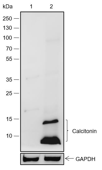 Anti-Calcitonin Rabbit pAb