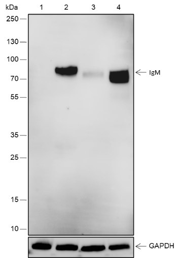 Anti-IgM Rabbit pAb