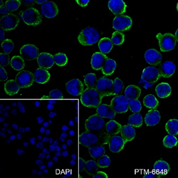Anti-IgM Rabbit pAb