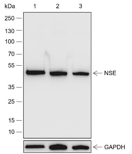 Anti-NSE Rabbit pAb