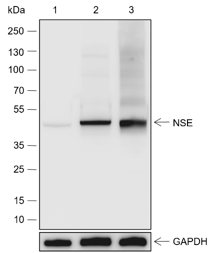 Anti-NSE Rabbit pAb