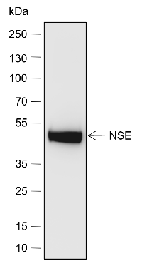 Anti-NSE Rabbit pAb