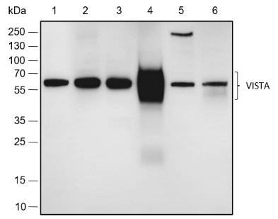 Anti-VISTA Rabbit mAb