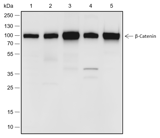Anti-beta Catenin Rabbit pAb