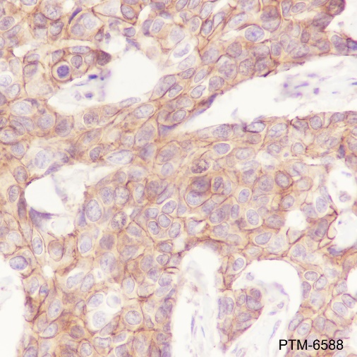 Anti-beta Catenin Rabbit pAb