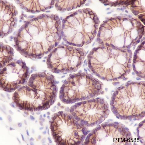 Anti-beta Catenin Rabbit pAb