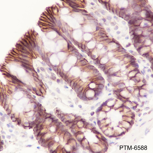 Anti-beta Catenin Rabbit pAb