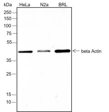 Anti-beta Actin Rabbit mAb
