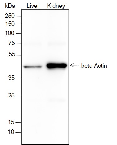 Anti-beta Actin Rabbit mAb