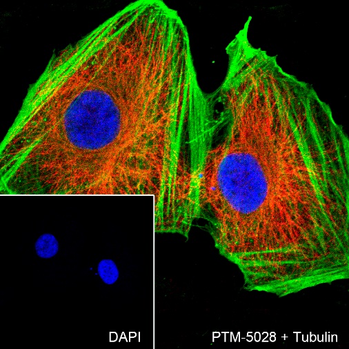 Anti-beta Actin Rabbit mAb