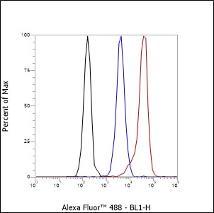 Anti-beta Actin Rabbit mAb