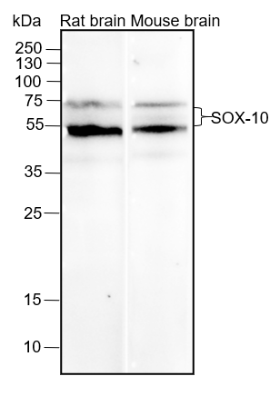 Anti-SOX10 Rabbit mAb
