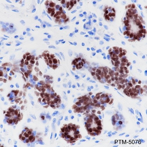 Anti-SOX10 Rabbit mAb