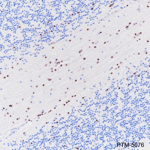 Anti-SOX10 Rabbit mAb