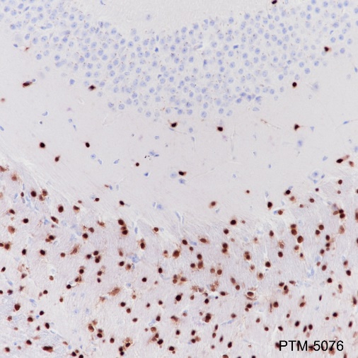 Anti-SOX10 Rabbit mAb
