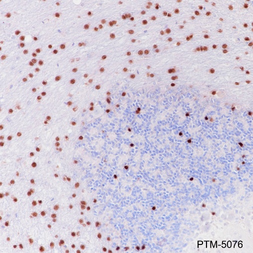Anti-SOX10 Rabbit mAb