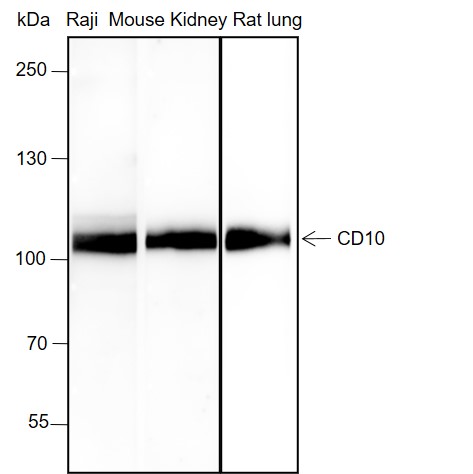 Anti-CD10 Rabbit mAb