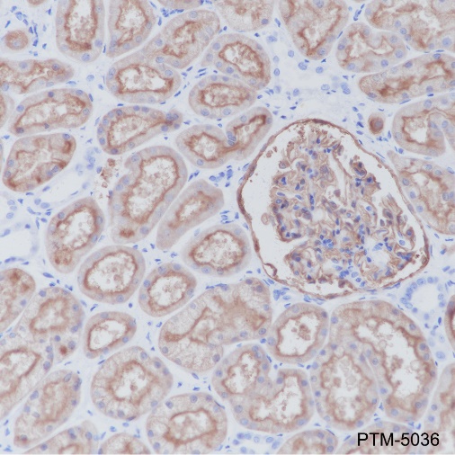 Anti-CD10 Rabbit mAb