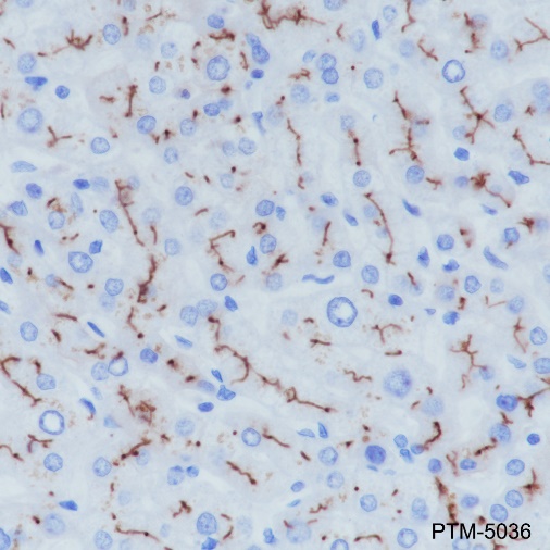 Anti-CD10 Rabbit mAb