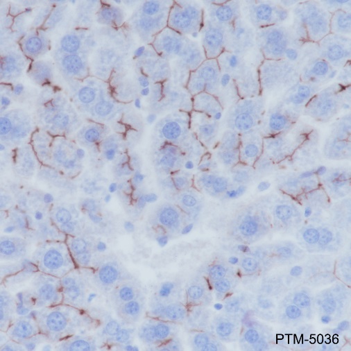 Anti-CD10 Rabbit mAb
