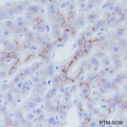Anti-CD10 Rabbit mAb