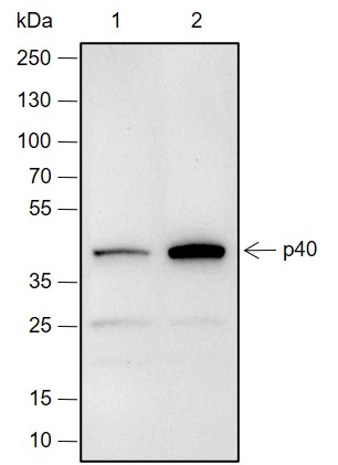 Anti-p40 Rabbit mAb