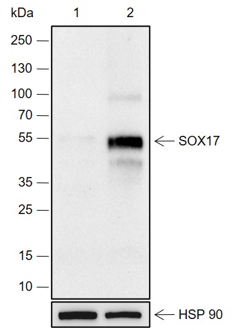 Anti-SOX17 Rabbit mAb