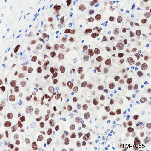 Anti-SOX17 Rabbit mAb