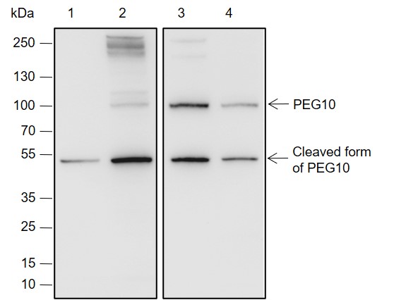 Anti-PEG10 Rabbit mAb