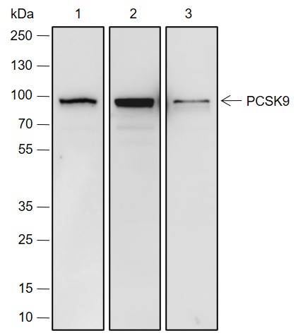 Anti-PCSK9 Rabbit mAb