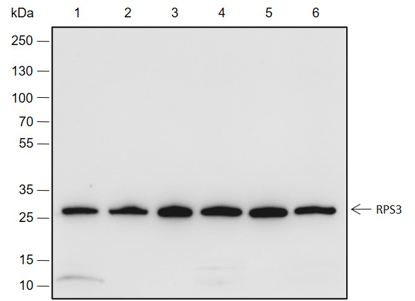 Anti-RPS3 Rabbit mAb