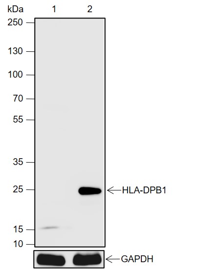 Anti-HLA-DPB1 Rabbit pAb