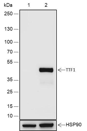 Anti-TTF1 Rabbit mAb