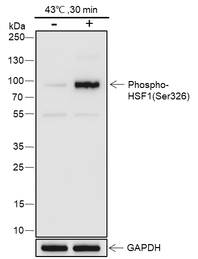 Anti-Phospho-HSF1 (Ser326) Rabbit pAb